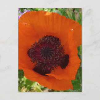 Red Poppy - Klatschmohn Postcard