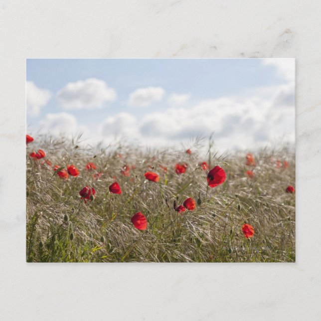 Red poppy, Picardy, Somme, Pont Remy Postcard (Front)