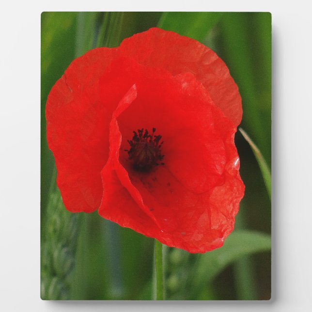 Red poppy plaque (Front)