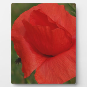 Red poppy plaque