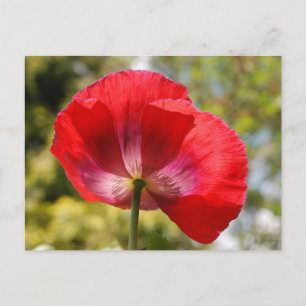 Red poppy postcard