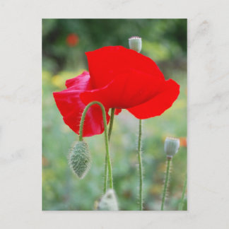 red poppy postcard