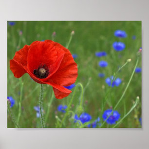 Red Poppy Poster