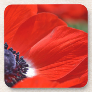 Red Poppy Spring Floral Coaster