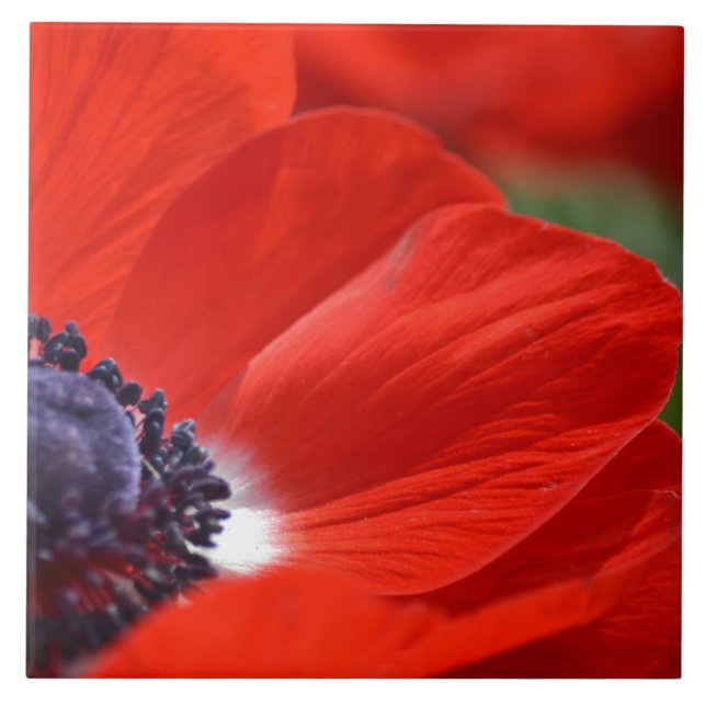 Red Poppy Spring Floral Tile (Front)