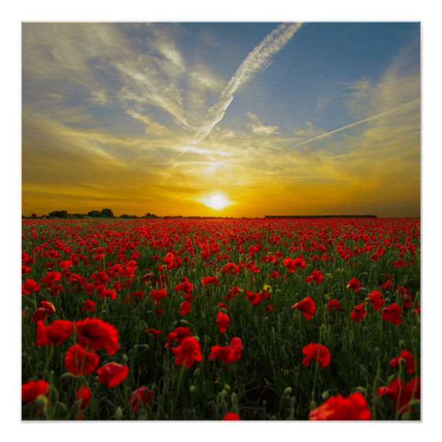 Red Poppy Sunset Poster (Front)