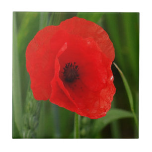Red poppy tile