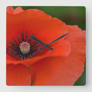 Red Poppy Wall Clock