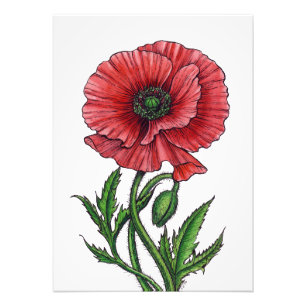 Red poppy, watercolor and ink photo print