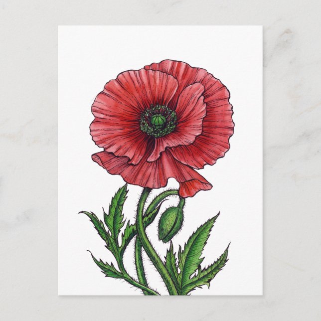 Red poppy, watercolor and ink postcard (Front)
