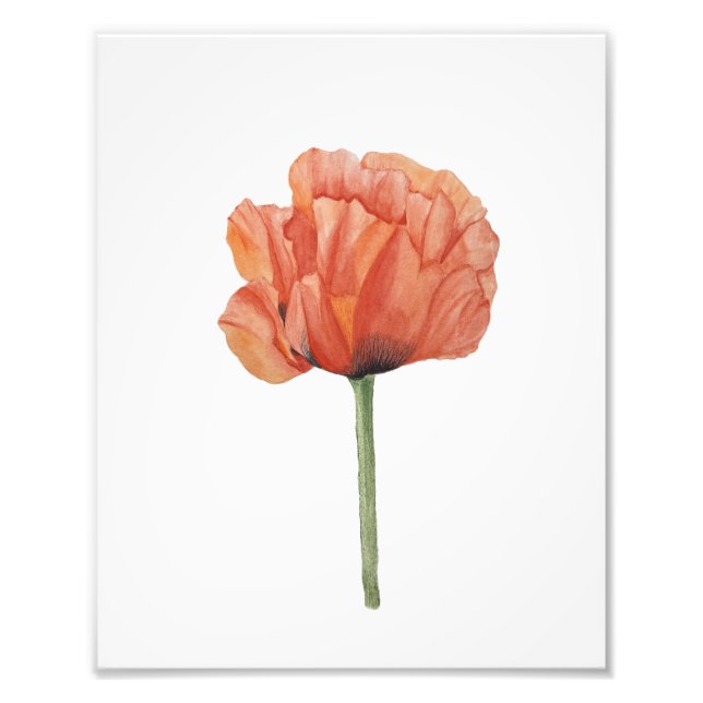 Red Poppy Watercolor Botanical Print (Front)