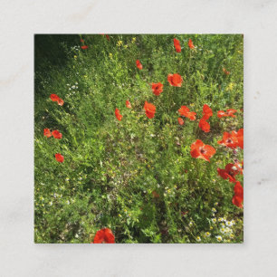 Red Poppy Wildflower Garden Photo Descript Square Business Card