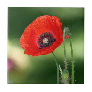 Red Poppyseed Ceramic Tile
