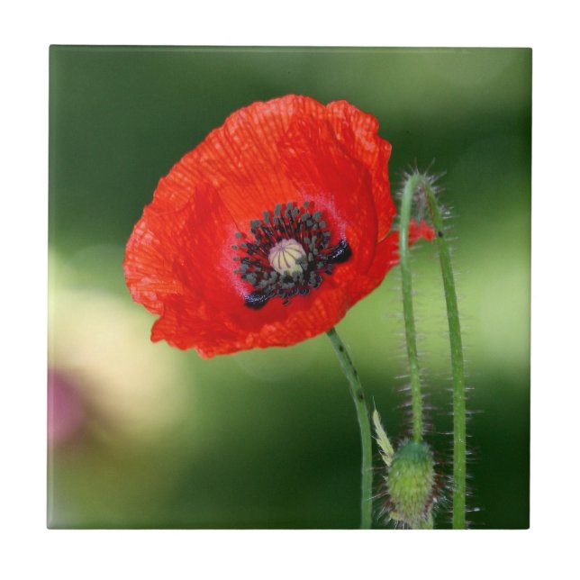 Red Poppyseed Ceramic Tile (Front)