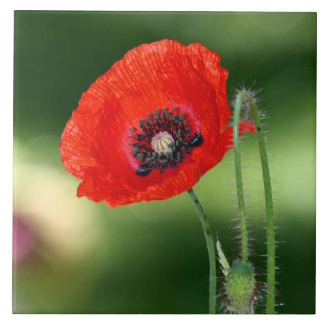 Red Poppyseed Ceramic Tile (Front)