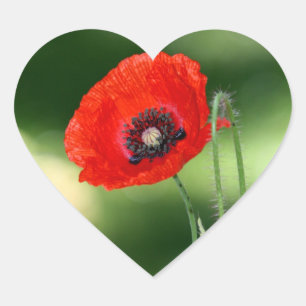 Red Poppyseed Flower Sticker
