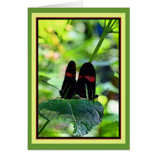 Red Postman: butterfly