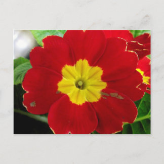 Red Primrose Postcard