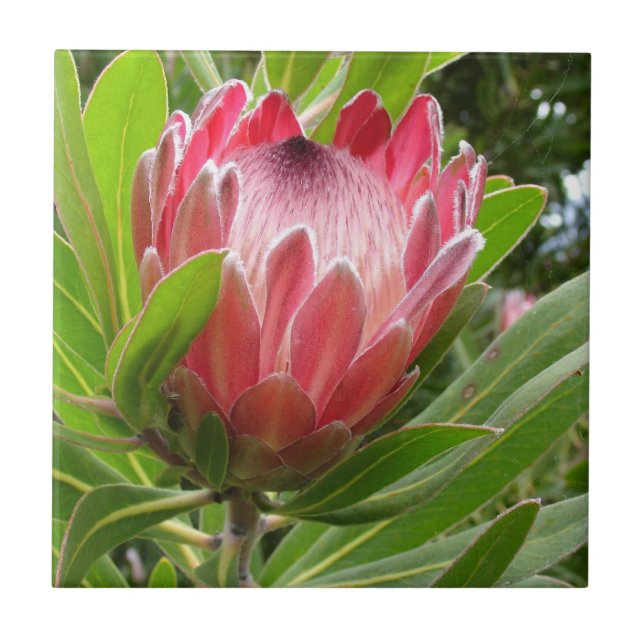Red Protea Ceramic Tile (Front)