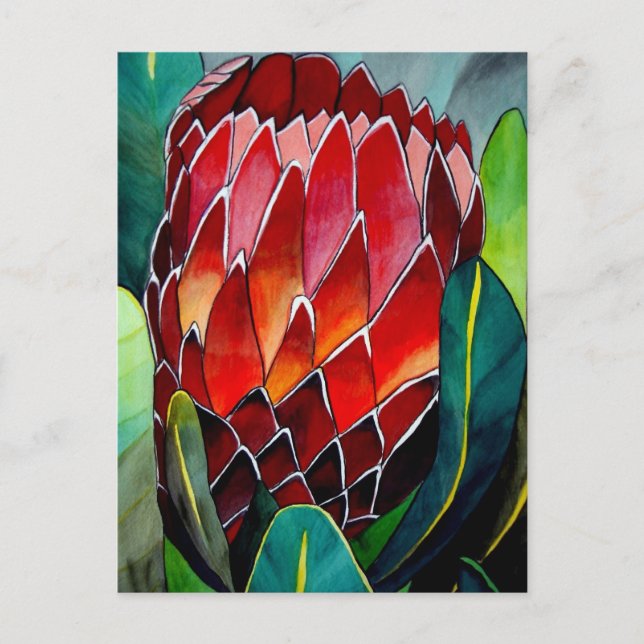 Red Protea flower original watercolour art Postcard (Front)