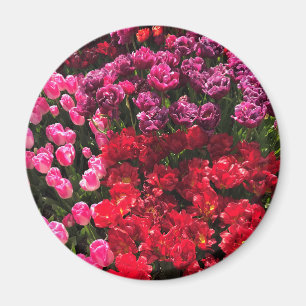 Red, Purple & Pink Tulip Garden Bed, Oregon Magnet