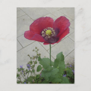 Red Purple Poppy Flower DIY Postcard