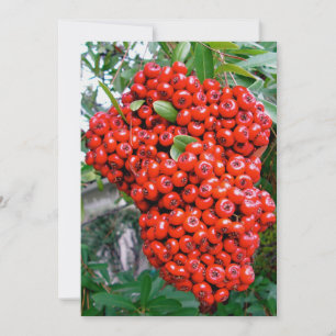Red Pyracantha Berries Thank You Card