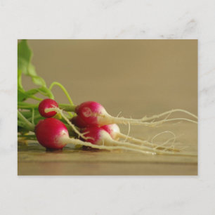 Red Radishes Postcard