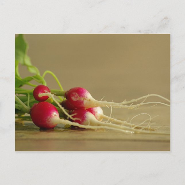 Red Radishes Postcard (Front)