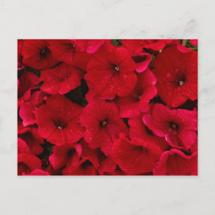 Red Rain Drop Petunias Postcard