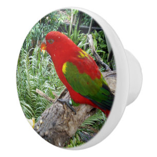 Red Rainbow Lorikeet Parrot, Ceramic Knob