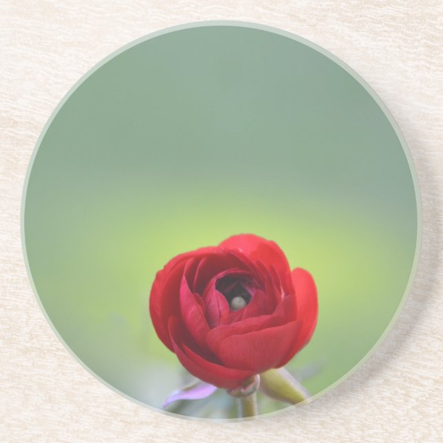 Red Ranunculus Blossom Coaster (Front)