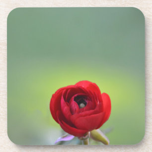 Red Ranunculus Blossom Coaster