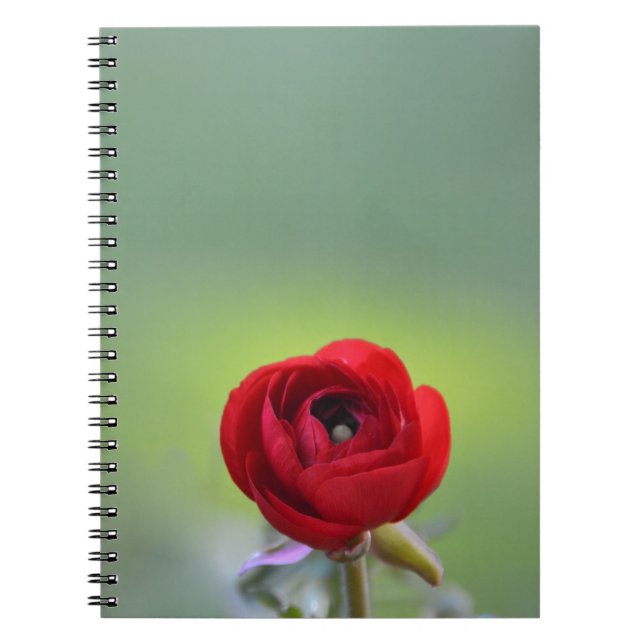 Red Ranunculus Blossom Notebook (Front)