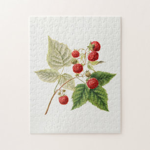 Red Raspberries (Rubus Xneglectus) Fruit Painting Jigsaw Puzzle
