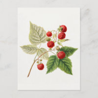 Red Raspberries (Rubus Xneglectus) Fruit Painting