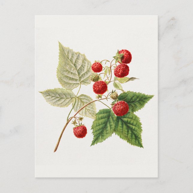 Red Raspberries (Rubus Xneglectus) Fruit Painting Postcard (Front)