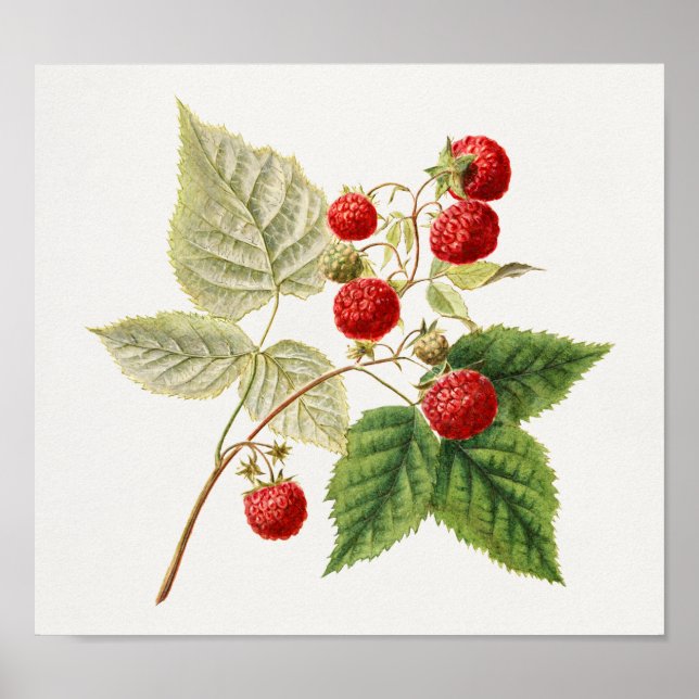 Red Raspberries (Rubus Xneglectus) Fruit Painting Poster (Front)