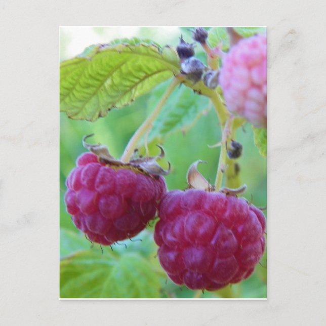 red raspberry gardening berry botany frambuesa postcard (Front)