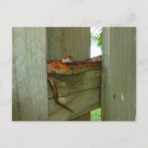 red rat snake in fence head up postcard