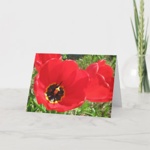 Red Red Red Tulips-Birthday Card