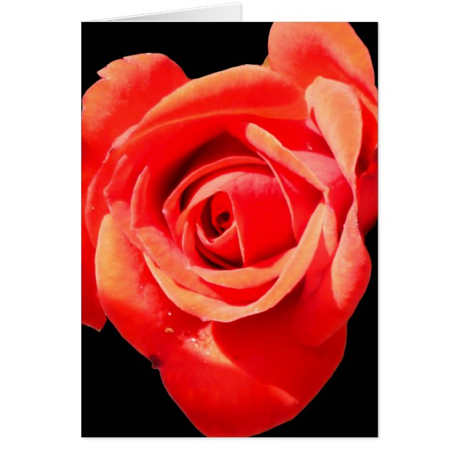 Red, Red Rose Card ~ Blank, Customise it! (Front)