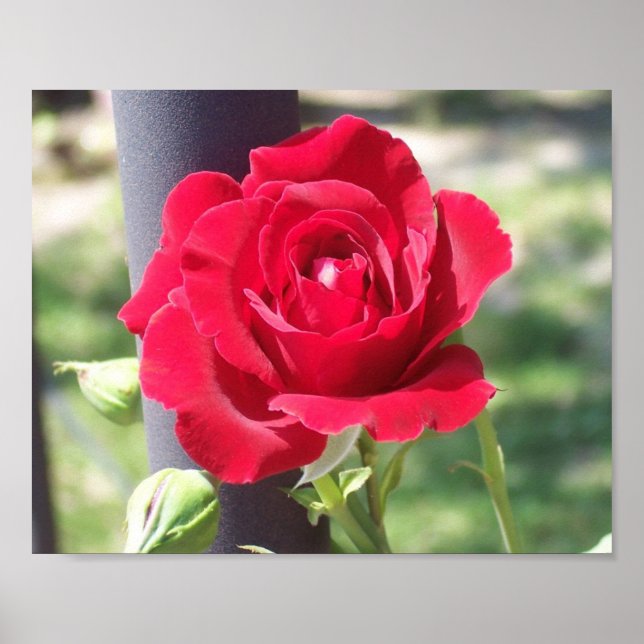 RED RED ROSE POSTER (Front)