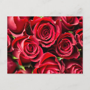 Red, red roses postcard