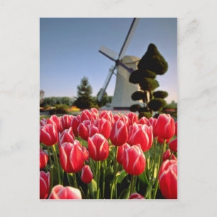 Red Red tulips and windmill flowers Postcard