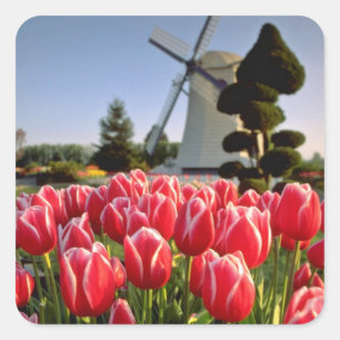 Red Red tulips and windmill flowers Square Sticker