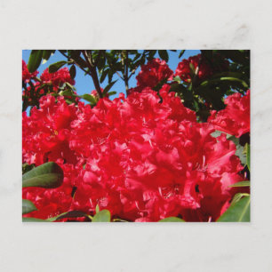 Red Rhodies Flowers Garden postcards Summer