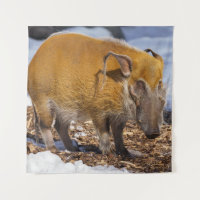 Red River Hog In The Snow
