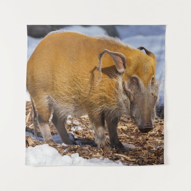 Red River Hog In The Snow Tapestry (Front)