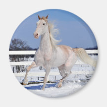 Red Roan in Snow